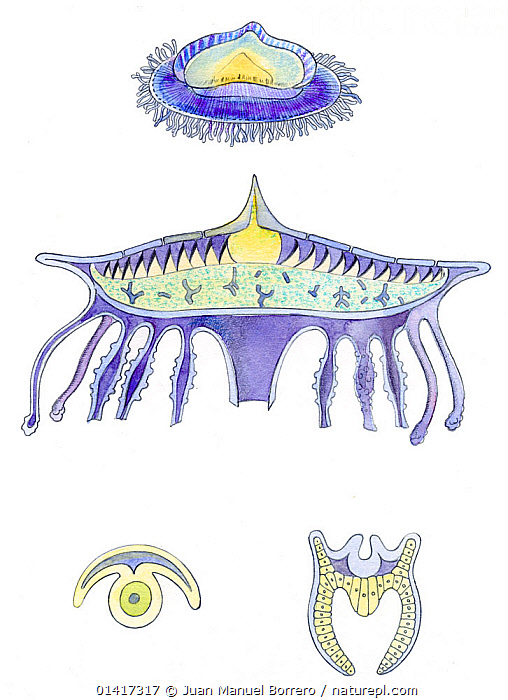 Velora Insect Stock photo of Illustration of individuals of Velella (Velella velella ...