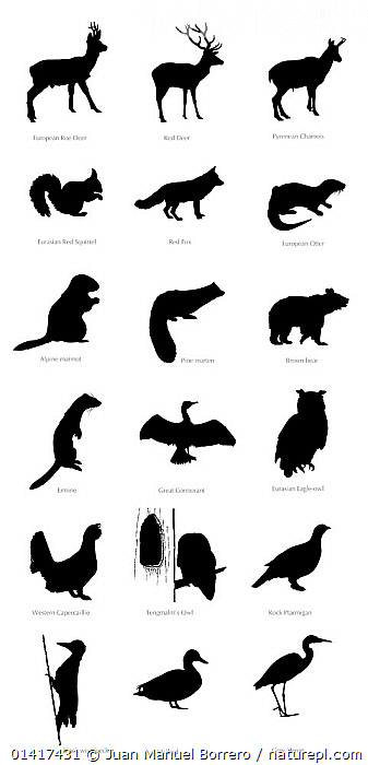 Stock photo of Illustration of silhouettes of the Pyrenean animals, Roe ...