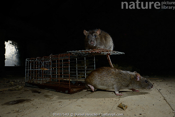 Stock photo of Brown rats (Rattus norvegicus) investigating trap France ...
