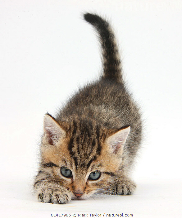 6 week hot sale old tabby kitten