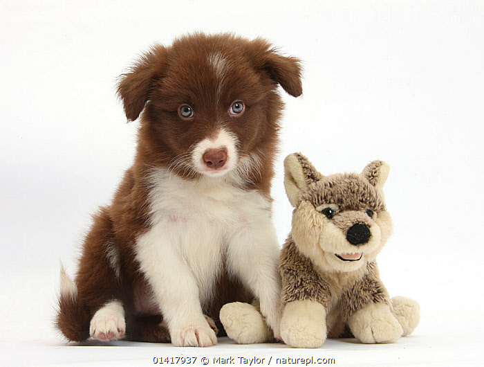 Brown border store collie soft toy