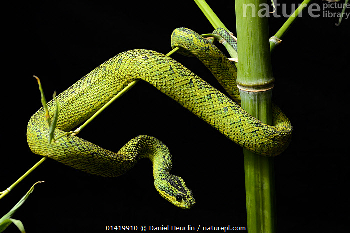 Black Green Bush Viper Atheris nitschei , captive, Uganda, Africa