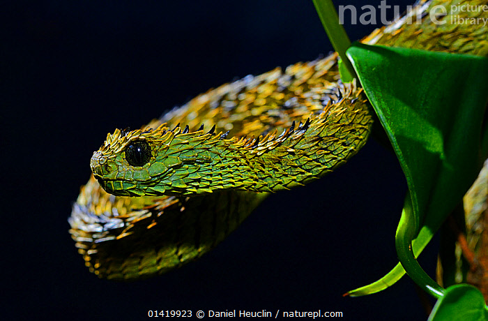 Stock photo of Hairy bush viper (Atheris hispida) captive, from Central  Africa. Available for sale on