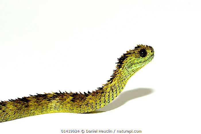 Hairy Bush Viper (Atheris hispida) - Venomous Snake Stock Photo