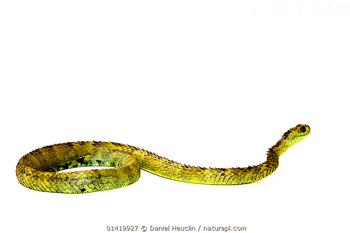 Hairy Bush Viper (Atheris hispida) - Venomous Snake Stock Photo