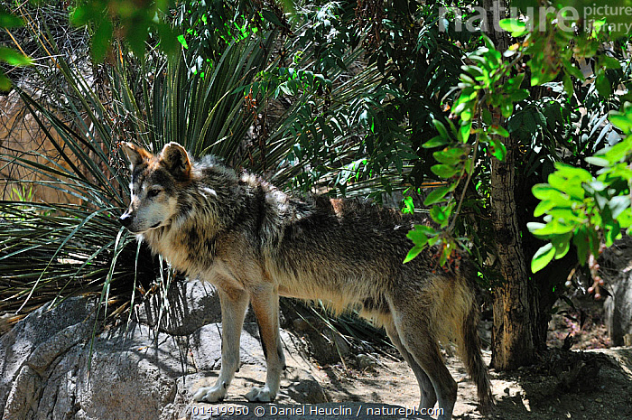 Stock Photo Of Mexican Wolf (Canis Lupus Baileyi) Captive, Critically ...