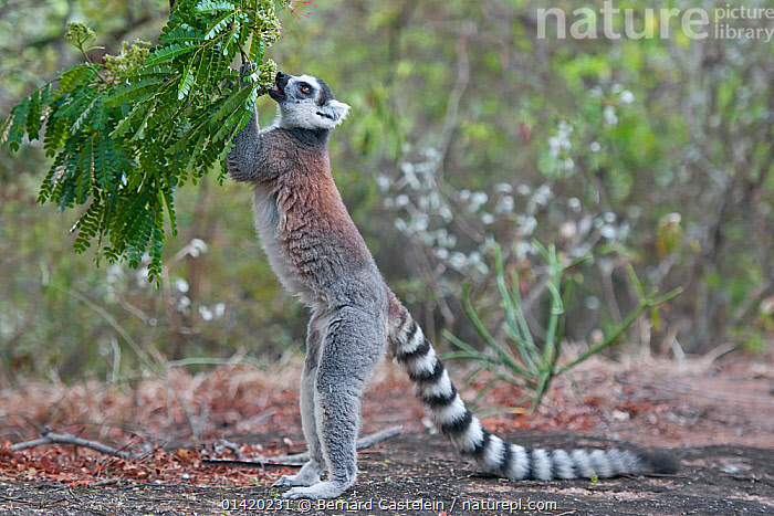 Stock photo of Ring-tailed Lemur (Lemur catta) Anjaha community