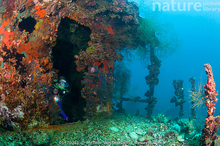 Stock Photo Of Scuba Diver Wreck Diving In Iro Maru WWII Wreck Now stock-photo-of-scuba-diver-wreck-diving-in-iro-maru-wwii-wreck-now