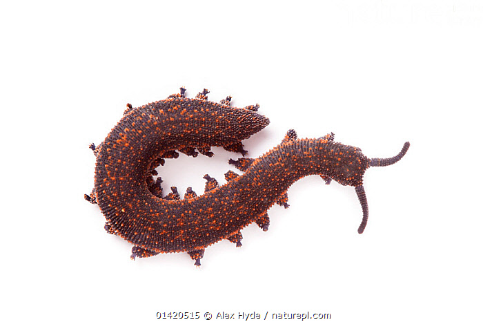 Stock photo of Velvet Worm (Peripatus novaezealandiae). Velvet 
