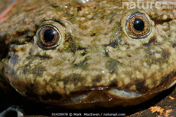 Stock photo of Saggy skinned frog (Telmatobius culeus) adult in Lake ...