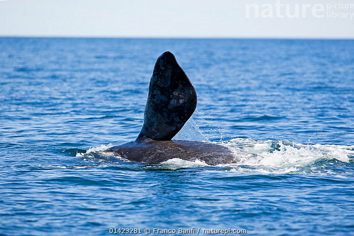 Stock photo of Pectoral fin of Southern right whale (Eubalaena