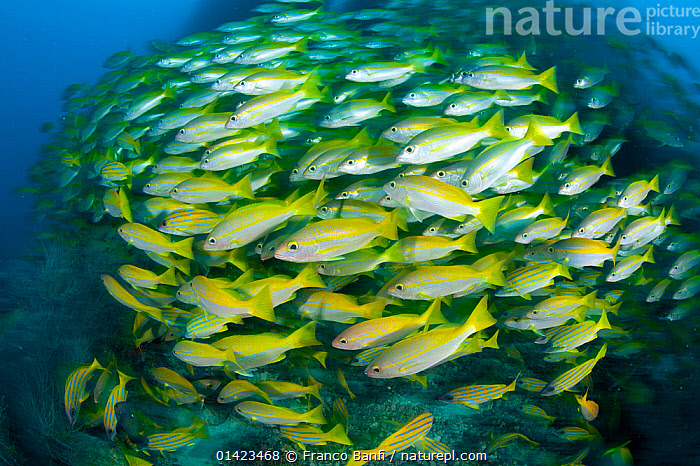 Line Snapper Stock photo of Shoal of Five-line snapper (Lutjanus quinquelineatus ...
