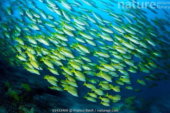 Line Snapper Stock photo of Shoal of Five-line snapper (Lutjanus quinquelineatus ...