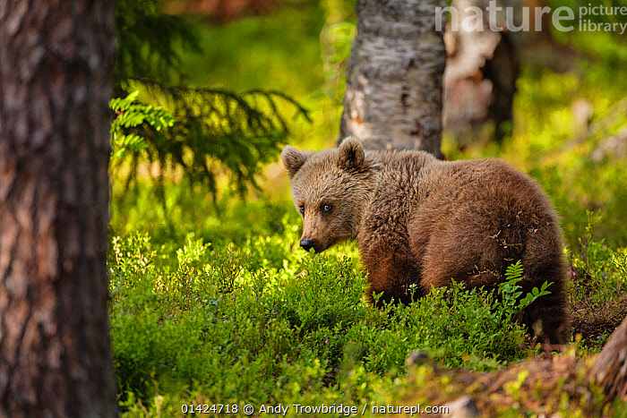 Stock photo of European Brown Bear (Ursus arctos arctos) cub in forest ...