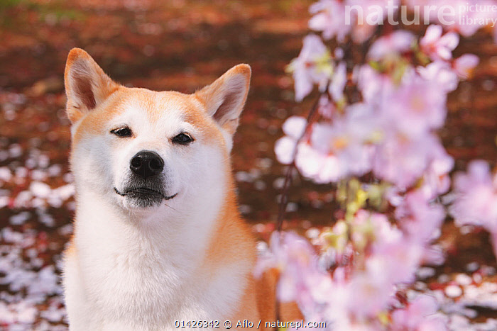 Shiba inu fashion dogs apartments