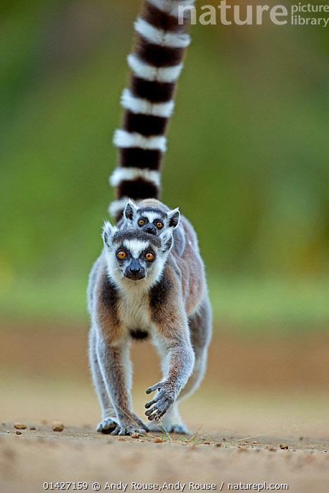 Ring-tailed Lemur mother with juvenile For sale as Framed Prints, Photos,  Wall Art and Photo Gifts
