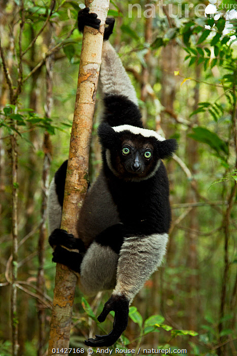 Stock photo of Indri (Indri indri) portrait in tropical rainforest ...