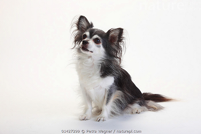 Black and white long haired chihuahua best sale