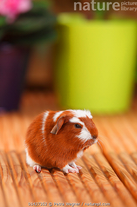 English crested guinea sales pig