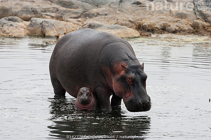 Stock Photo Of Hippo (Hippopotamus Amphibius) Mother And Newborn, Masai ...