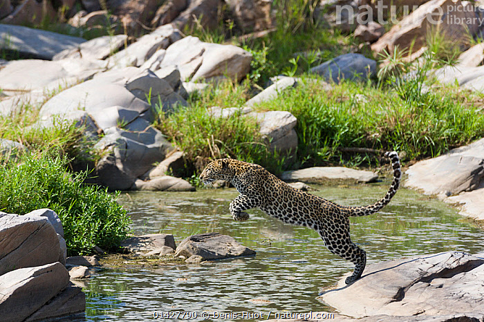 Female Leopard (Panthera pardus), Masai Mara National Reser…