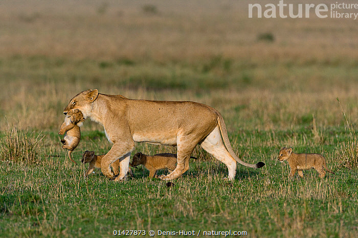 Stock Photo Of Lioness Panthera Leo Carrying Cub Aged 6 Weeks