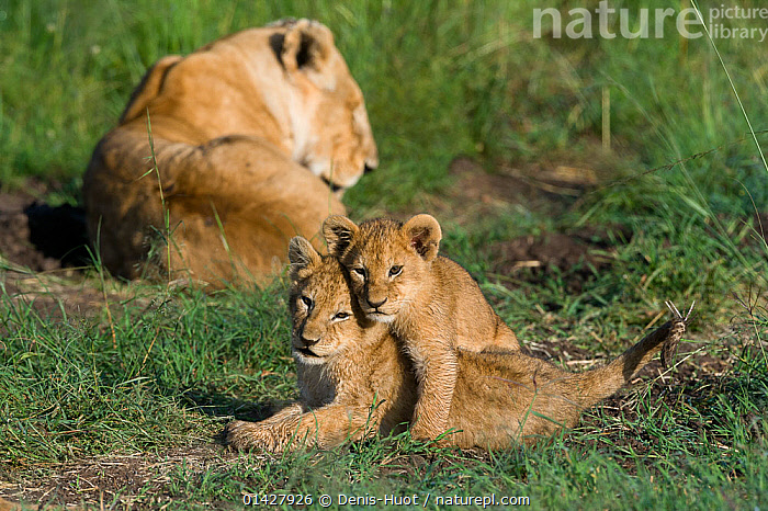 Stock photo of Lioness (Panthera leo) with cubs aged around 2 months ...