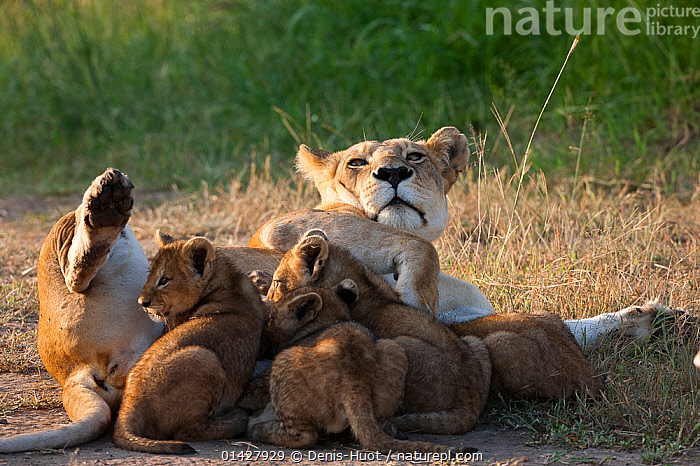 Stock photo of Lioness (Panthera leo) and her cubs aged around 2 months ...
