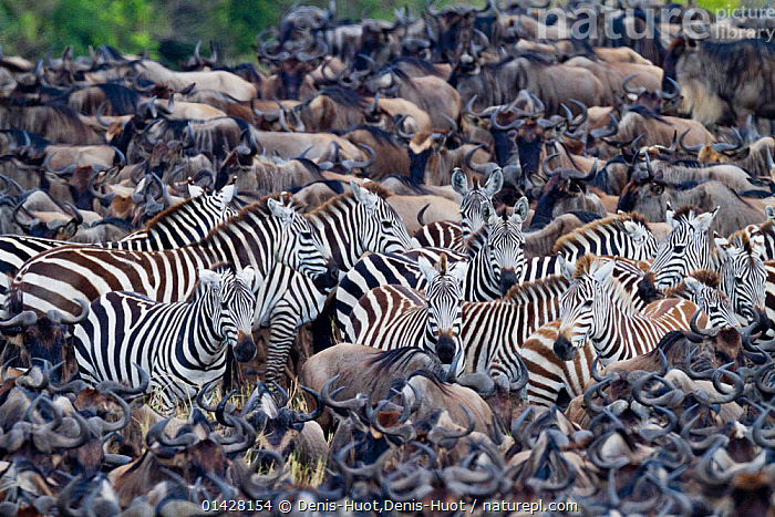 stock-photo-of-grant-s-zebra-equus-burchelli-boehmi-in-a-migration