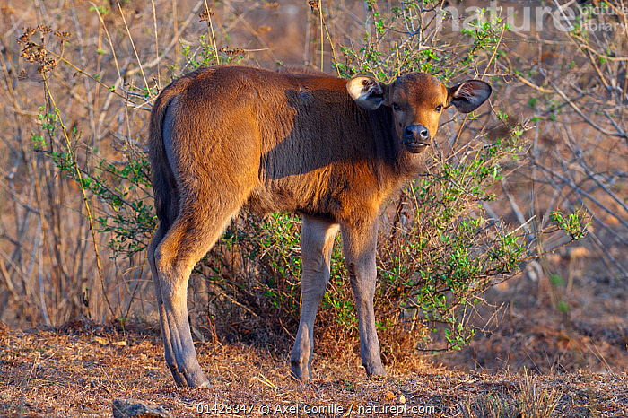 stock-photo-of-gaur-bos-gaurus-calf-southern-india-endangered