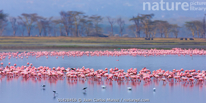 stock-photo-of-lesser-flamingo-phoeiconaias-minor-flock-feeding-lake