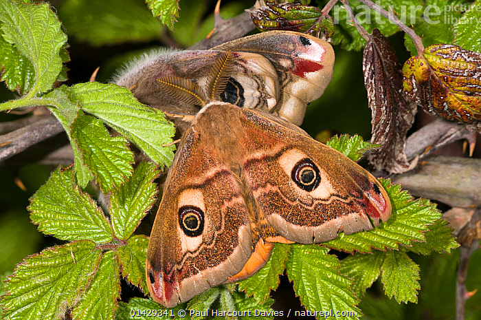 Stock photo of Emperor Moth (Saturnia pavoniella) male female pair ...