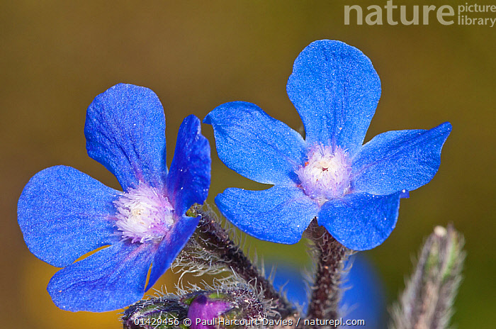 Summer forget-me-not (Anchusa)
