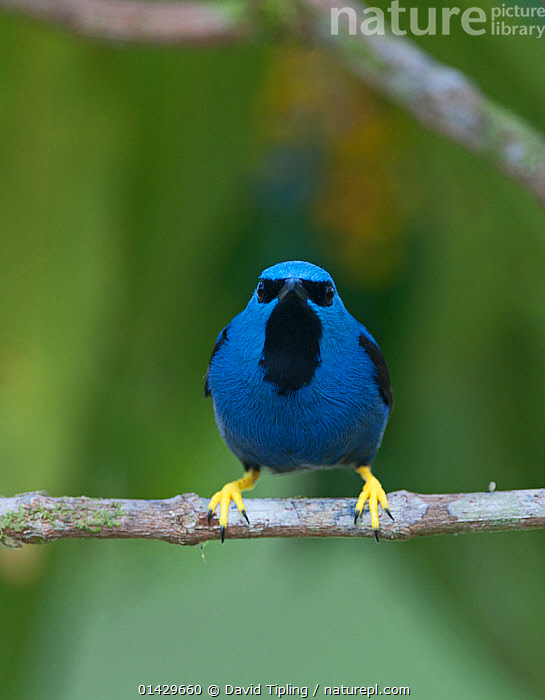 Stock photo of Shining Honeycreeper (Cyanerpes lucidus) La Selva, Costa