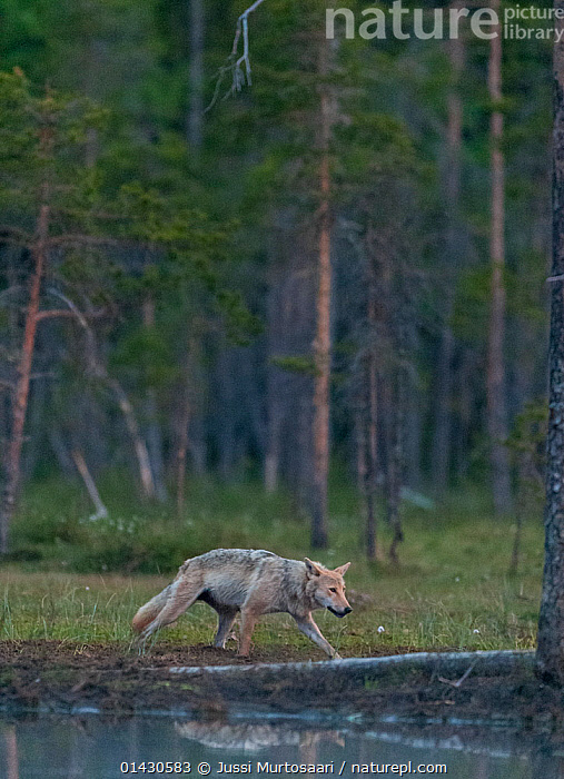 Stock photo of Grey wolf (Canis lupus) in forest at night, Finland ...