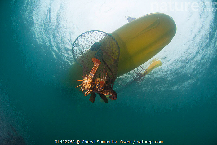 Stock photo of A hoop net with West coast rock lobster (Jasus lalandii)  being pulled up…. Available for sale on