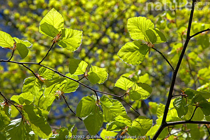 Spring Leaf Springleaf Modern (Upper Thomson New Condo) – Heart Of