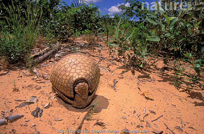 Stock photo of Three-banded Armadillo (Tolypeutes tricinctus) curled in to  a defensive…. Available for sale on