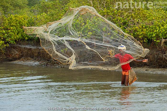 Stock photo of Throw-net fisherman fishing in Pulicat Lake, Tamil