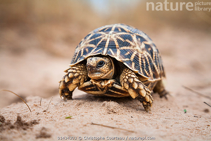 Stock photo of Geometric Tortoise (Psammobates geometricus) Central ...