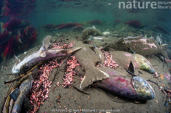 Stock photo of Group of dead Sockeye salmon (Oncorhynchus nerka
