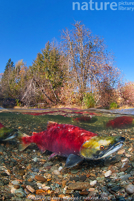 Stock photo of Sockeye salmon (Oncorhynchus nerka); Adams River