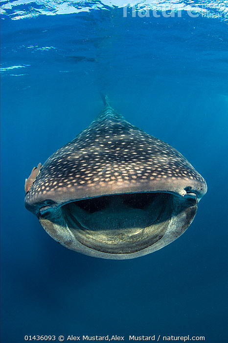 Stock photo of Whaleshark (Rhincodon typus) swimming and filtering