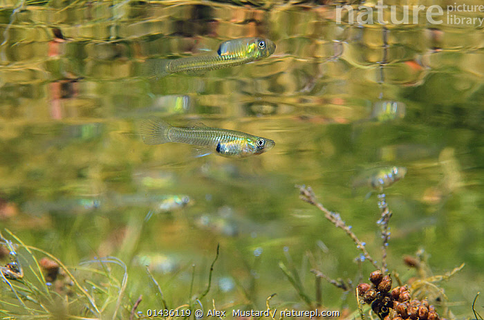 Stock photo of Female Mosquito fish (Gambusia affinis) swimming above ...