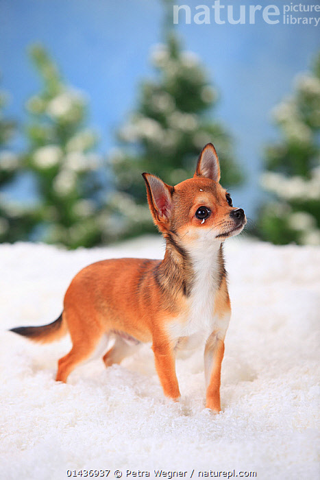 Red hot sale fox chihuahua