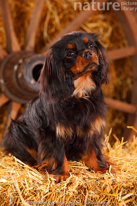 Tan cavalier king fashion charles spaniel