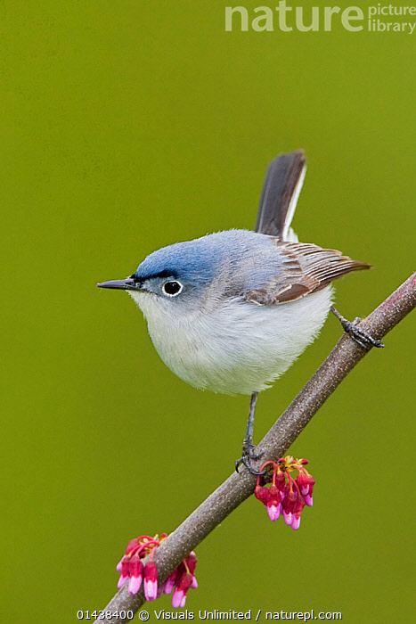 Blue-gray Gnatcatchers (Polioptila caerulea)