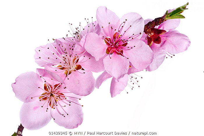 Peach blossom Flower, Prunus persica