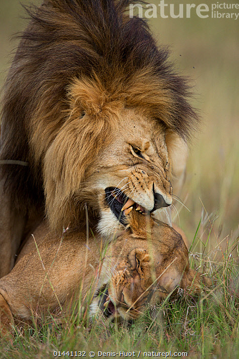 Stock photo of Lions (Panthera leo) mating, Masai-Mara Game Reserve ...