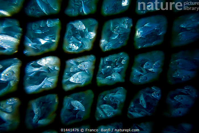 Big Fish in the Fishing Net Stock Photo - Image of head, closeup